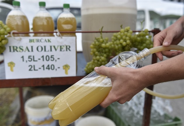 Letošní burčák bude kvalitní a s krásným aroma, slibují vinaři. Chuť ovlivnilo počasí