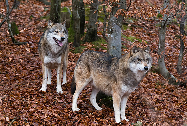 V Doupovských horách se objevila vlčí smečka. Není jasné, jestli zde i žije