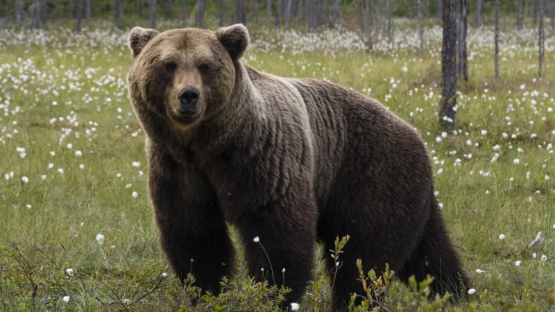 Medvěd na Pelhřimovsku? Myslivec objevil podezřelé stopy, místo zkoumají experti