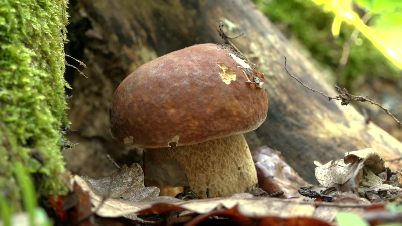 S houbařením je letos konec. Kvůli mrazům mohou být úlovky jedovaté, varují mykologové