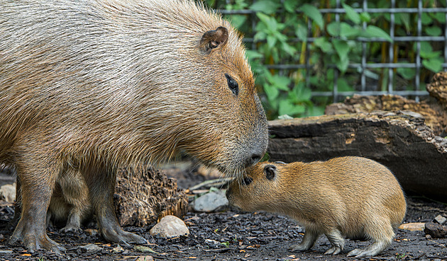 Co na těch kapybarách všichni vidí? Za hezkého počasí to zjistíte v Troji