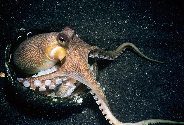 Zvířata umějí být architekty. Staví podmořské metropole i ptačí paneláky