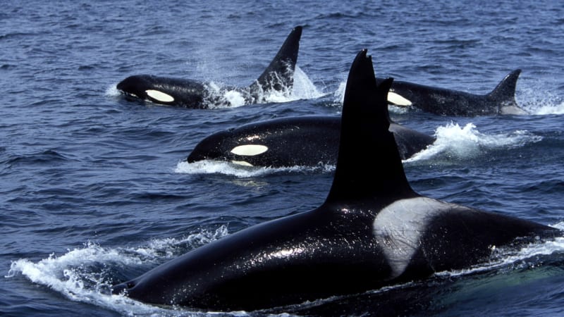 Útok kosatek uprostřed noci: Mořští dravci málem potopili jachtu u břehů Portugalska