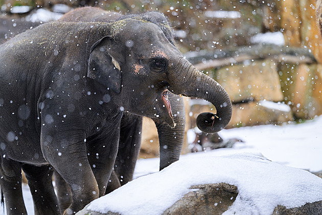 Lední medvěd je na zimu citlivka, milují ji sloni a vlci, říká kurátor Zoo Praha
