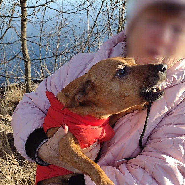 Pes vběhl na slabý led na rybníku a nemohl zpět. Zachránili ho hasiči