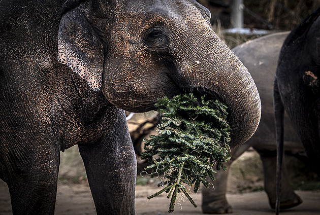Pražská zoo opět krmí zvířata neprodanými stromečky, pro slony jsou i hračkou
