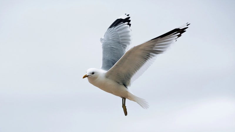 Racka během zápasu sestřelil míčem fotbalista, ukazuje video. Ptáka vzkřísila masáž
