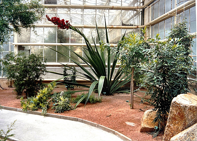 Unikátní podívaná. Obří lilie kvete jen jednou za život, v Liberci právě teď