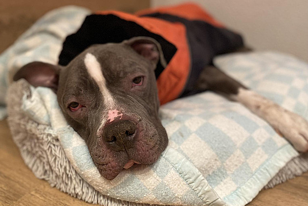 U týrání zvířat veřejnost tlačí na přísnější tresty. Babišovu reakci chápu, říká obhájce