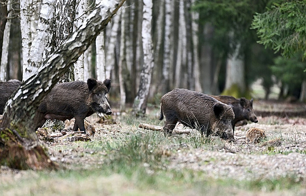 V kraji se šíří smrtící hrozba pro psy, chorobou je mohou nakazit divoká prasata