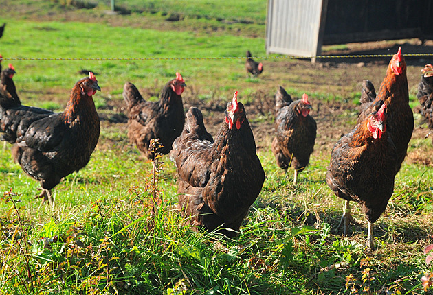 Vnikly na pozemek a rozklovaly zateplení. Spor o svobodu pohybu slepic řeší soud