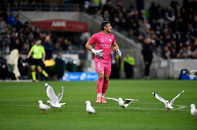 Hitchcockovi Ptáci po australsku. Fotbalový zápas přerušilo hejno racků