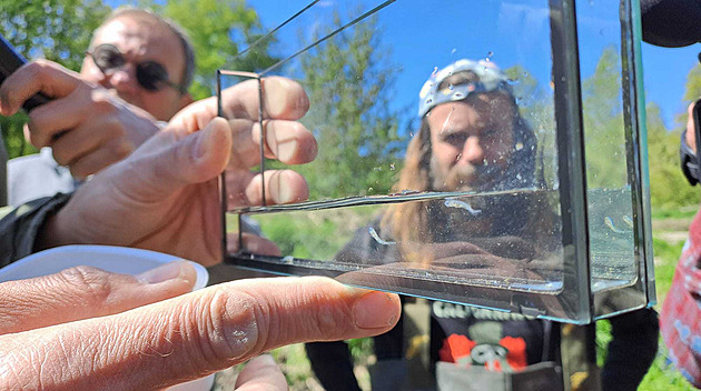 Předci jeseterů zažili dinosaury. V Česku vyhynulou rybu teď vypustili do Moravy