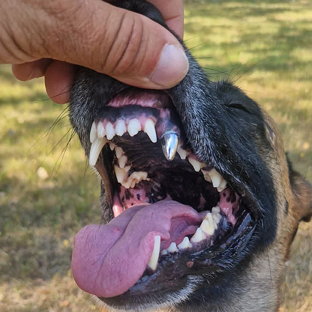 Pes vojenské policie v péči dentisty. Za zlomený špičák dostal náhradu z titanu